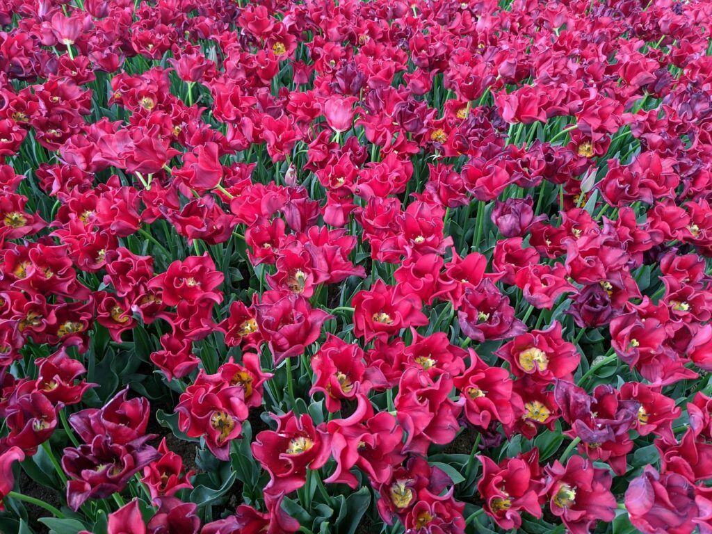 göztepe - kasımpaşa