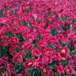 göztepe - kasımpaşa