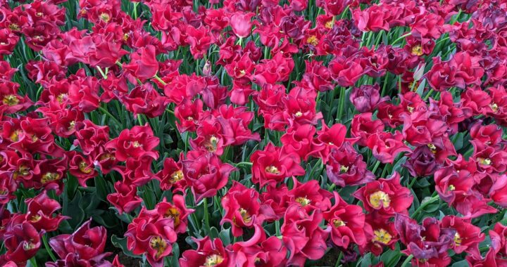 göztepe - kasımpaşa